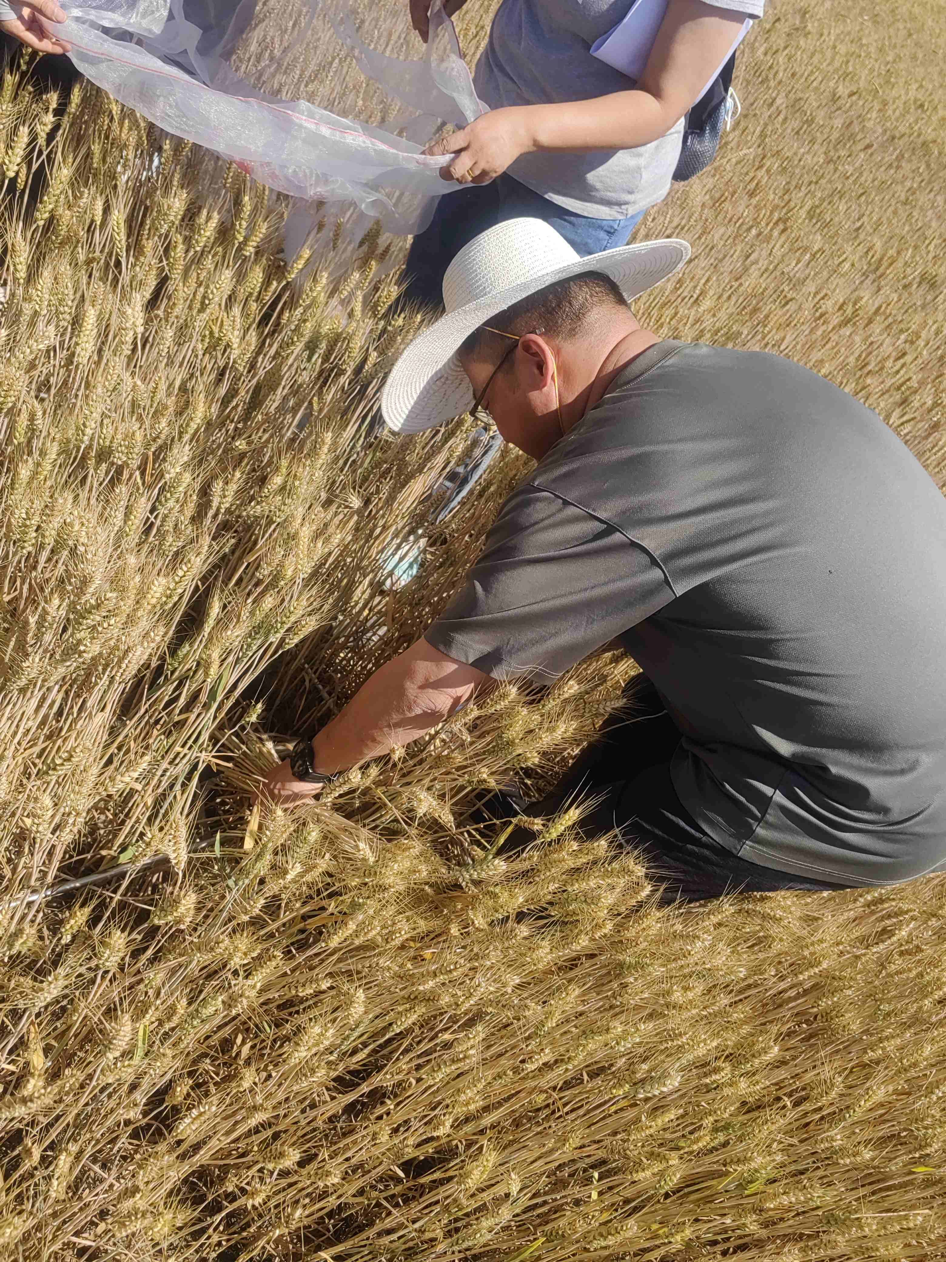 参加国家统计局北京调查总队粮食调查培训_副本